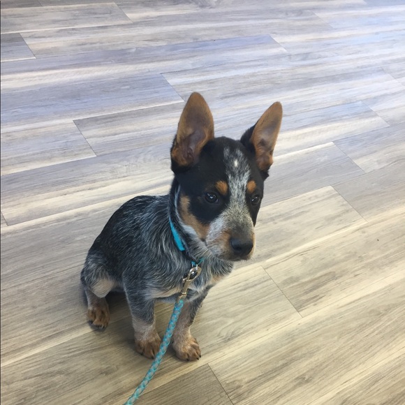 Meet your Posher, Marie - Picture 1 of 1